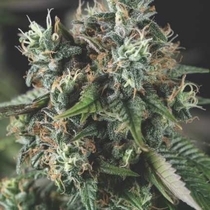 Auto Do-Si-Dos USA Range (Pyramid Seeds) Cannabis Seeds
