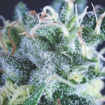 Auto Gelato USA Range (Pyramid Seeds) Cannabis Seeds