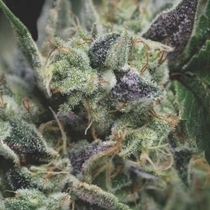 Auto Gorilla USA Range (Pyramid Seeds) Cannabis Seeds