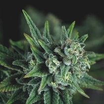 Galaxy Fast (Pyramid Seeds) Cannabis Seeds