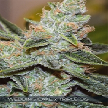 Wedding Cake x Triple OG (Vision Seeds) Cannabis Seeds