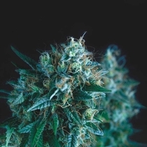 Gorilla Fast (Pyramid Seeds) Cannabis Seeds