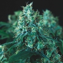 Kryptonite Fast (Pyramid Seeds) Cannabis Seeds