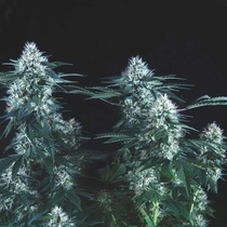 Tutankhamon Fast (Pyramid Seeds) Cannabis Seeds
