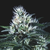 Wembley Fast (Pyramid Seeds) Cannabis Seeds