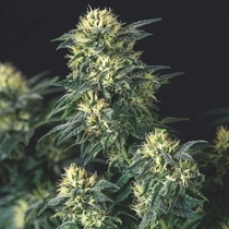 Anesthesia x Runtz Limited Edition Gold Line (Pyramid Seeds) Cannabis Seeds