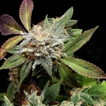 Anubis x Sunset Sherbet Limited Edition Gold Line (Pyramid Seeds) Cannabis Seeds