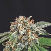 Galaxy x Runtz Limited Edition Gold Line (Pyramid Seeds) Cannabis Seeds
