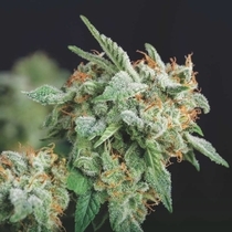Northern Lights x Runtz Limited Edition Gold Line (Pyramid Seeds) Cannabis Seeds