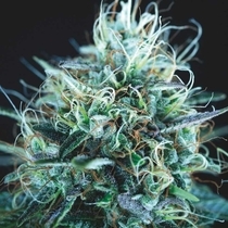 Purple Urkle x Blue Pyramid Limited Edition Gold Line (Pyramid Seeds) Cannabis Seeds