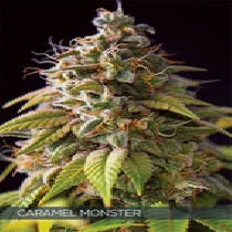 Caramel Monster (Vision Seeds) Cannabis Seeds