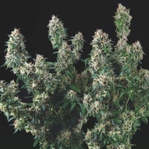 Pyramid Seeds Tutankhamon x Cookies USA LIMITED EDITION Gold Line (Pyramid Seeds) Cannabis Seeds