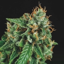 Tutankhamon x Gorilla Glue Limited Edition Gold Line (Pyramid Seeds) Cannabis Seeds