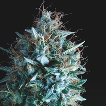 Tutankhamon x Runtz Limited Edition Gold Line (Pyramid Seeds) Cannabis Seeds