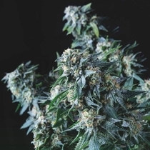 Amnesia Gold (Pyramid Seeds) Cannabis Seeds