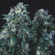 Anubis (Pyramid Seeds) Cannabis Seeds