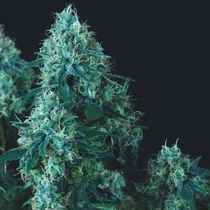 Black Cherry Punch (Pyramid Seeds) Cannabis Seeds