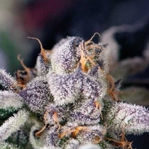 Cookies USA (Pyramid Seeds) Cannabis Seeds