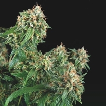 Galaxy (Pyramid Seeds) Cannabis Seeds
