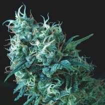 Gorilla (Pyramid Seeds) Cannabis Seeds