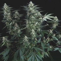 Super OG Kush (Pyramid Seeds) Cannabis Seeds