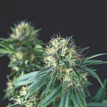 Tutankhamon (Pyramid Seeds) Cannabis Seeds