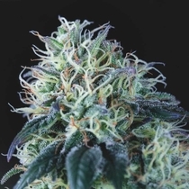 Wembley (Pyramid Seeds) Cannabis Seeds