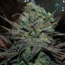 Eleven Roses Auto (Delicious Seeds) Cannabis Seeds