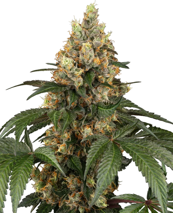 Chocolate Rainbow XXL (Sensi Seeds) Cannabis Seeds