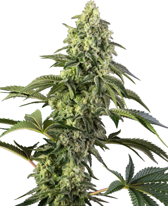 Cosmic Kiss (Sensi Seeds) Cannabis Seeds