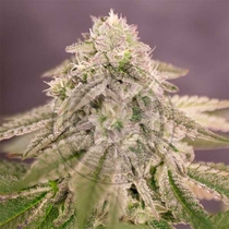 Bay Burger (Delicious Seeds) Cannabis Seeds