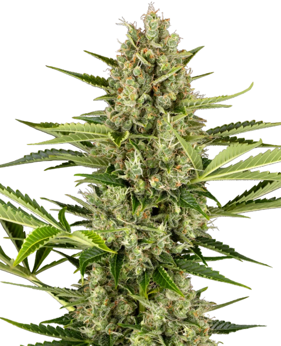 Jack Herer Auto (Sensi Seeds) Cannabis Seeds