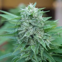 Moby Delicious (Delicious Seeds) Cannabis Seeds