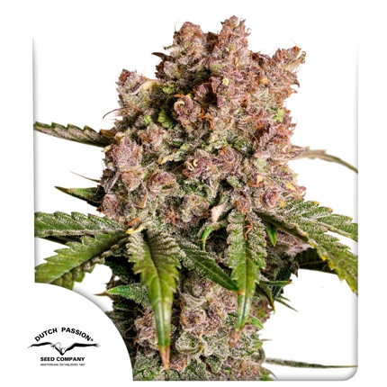 Auto Strawberry Soda (Dutch Passion Seeds) Cannabis Seeds