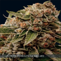 Lambs Breath x AK-49 (Vision Seeds) Cannabis Seeds