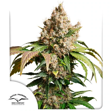 Auto Red Tropicana Cookies (Dutch Passion Seeds) Cannabis Seeds