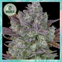 Auto Gorilla Cookies (Double Seeds) Cannabis Seeds