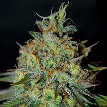 Picante (G13 Labs Seeds) Cannabis Seeds