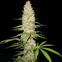 Gorilla (Spliff Seeds) Cannabis Seeds