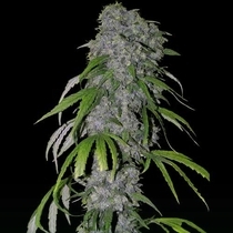 Nevilles Haze (Spliff Seeds) Cannabis Seeds