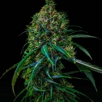 Blue Dream Auto (Spliff Seeds) Cannabis Seeds