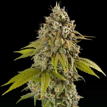 Gelato AutO (Spliff Seeds) Cannabis Seeds