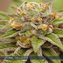 Pure Gelato (Vision Seeds) Cannabis Seeds