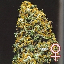 Cristal Paradise (KC Brains Seeds) Cannabis Seeds