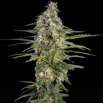 Mint Runtz Auto (Spliff Seeds) Cannabis Seeds
