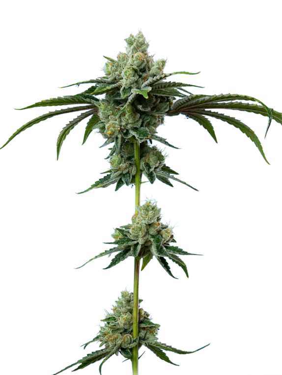 Do-Si-Dos (Mavericks Seeds) Cannabis Seeds