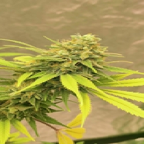 Sour Diesel (auto) (Discreet Seeds) Cannabis Seeds
