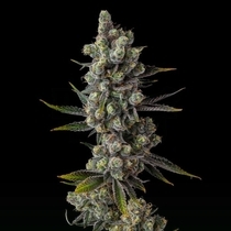 Cellar Stash (Compound Genetics Seeds) Cannabis Seeds