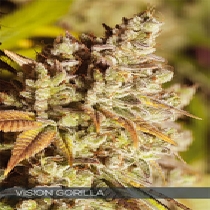 Vision Gorilla (Vision Seeds) Cannabis Seeds