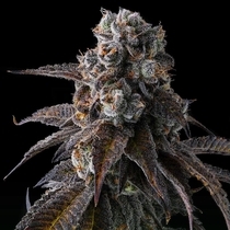 Dulce Dreams (Compound Genetics Seeds) Cannabis Seeds
